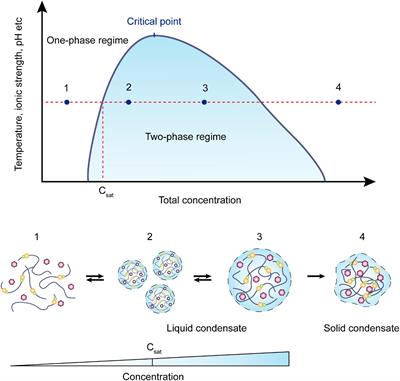 Frontiers | Liquid-Liquid Phase Separation: Unraveling The Enigma Of ...